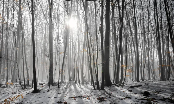 Scenic View Flora Wild Forest — Stock Photo, Image