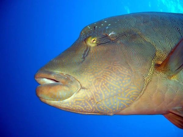 水中海洋生物水生世界 — ストック写真