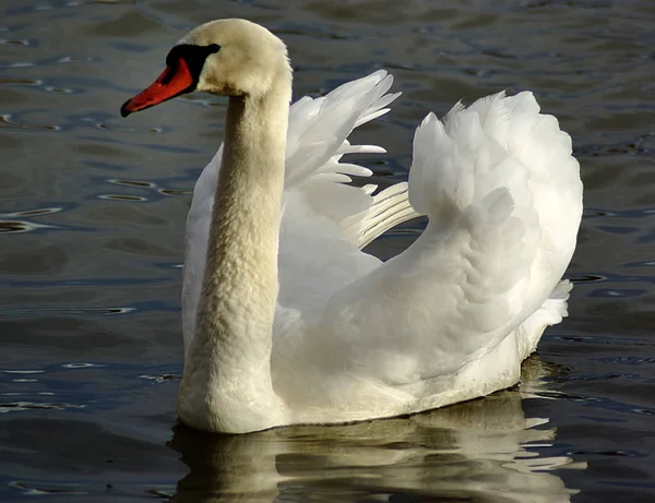 Vista Panorâmica Cisne Majestoso Natureza — Fotografia de Stock