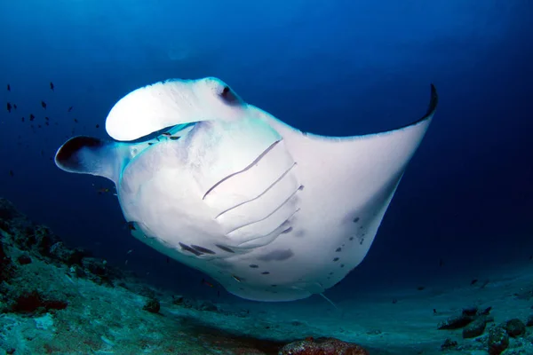 Manta ray fish underwater in deep sea water