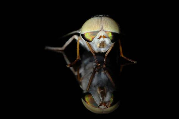 Nahaufnahme Von Käfer Der Natur — Stockfoto