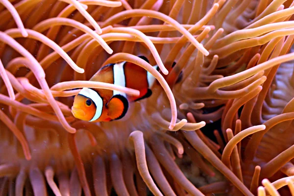 Pez Payaso Arrecife Submarino Con Peces — Foto de Stock