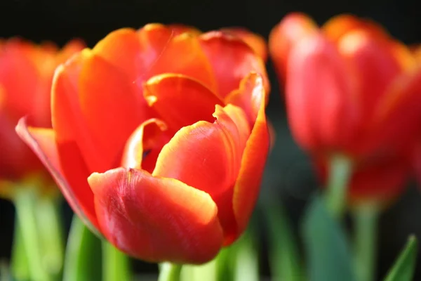Fleurs Tulipes Flore Printemps — Photo