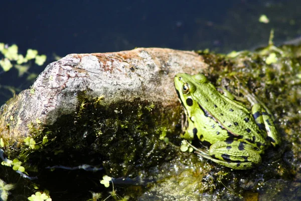 Žába Obojživelné Jezírko — Stock fotografie