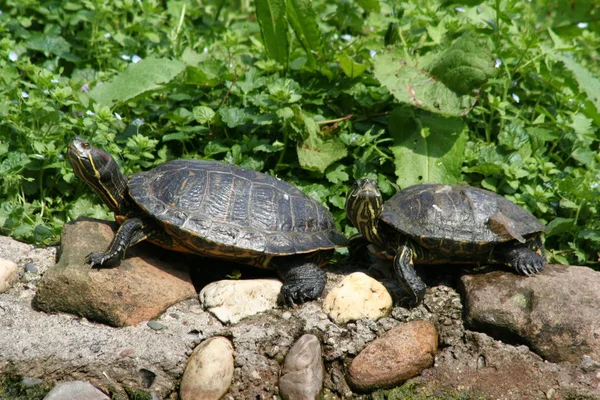 Schildpadden Dieren Natuur Fauna — Stockfoto