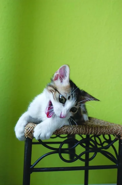 Retrato Lindo Gato — Foto de Stock