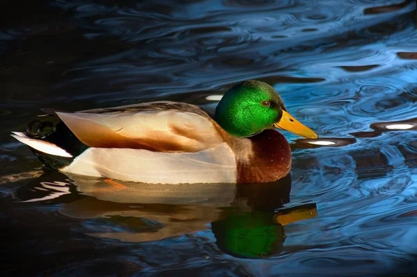 Vista Cênica Pato Mallard Bonito Natureza — Fotografia de Stock