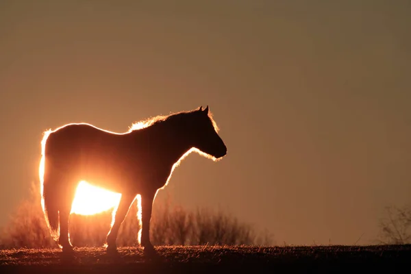 Haflinger Die Pferderasse — Stockfoto