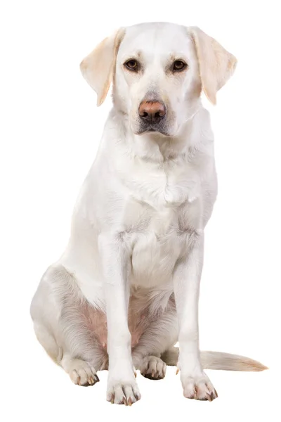 Labrador Retriever Dog Animal — Stock Photo, Image