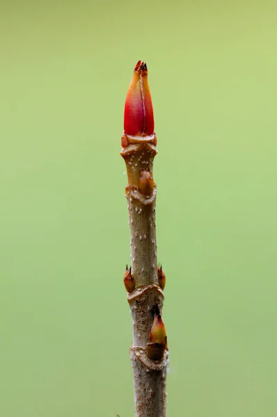 Sie Ist Schon 10Cm Groß Ihrem 100 Geburtstag Mache Ich — Stockfoto