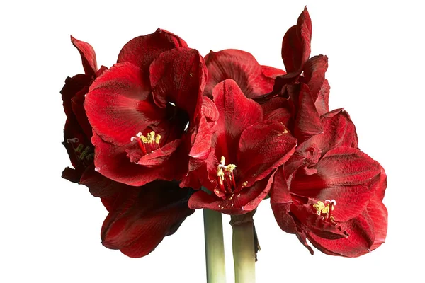 Amaryllis Çiçek Yaprakları Bitki Çiçekleri — Stok fotoğraf