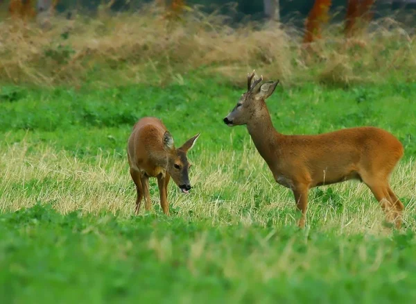 Vue Panoramique Beaux Cerfs Nature — Photo