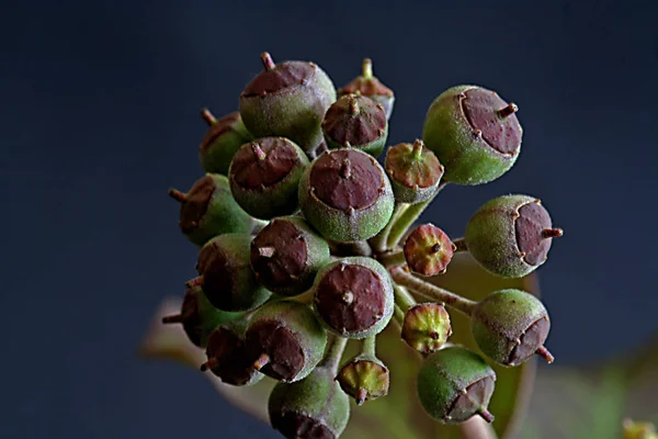 Plante Fleurs Beauté Jour — Photo