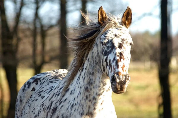 Niedliches Pferd Wilder Natur — Stockfoto