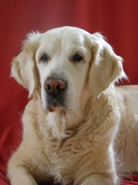 Portret Van Een Schattige Hond — Stockfoto