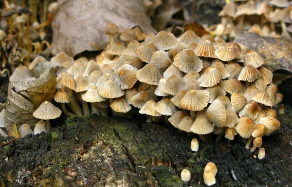 Svamp Svampväxt Padpall — Stockfoto