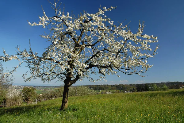 Apfelblütenbäume Blütenblätter — Stockfoto