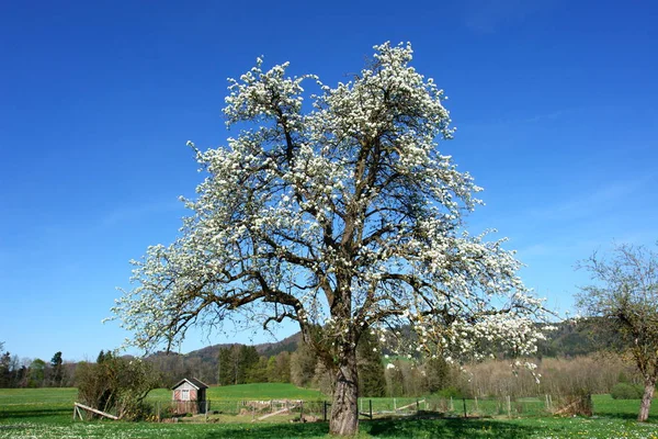 Primavera Cereja Árvore Flores Flor — Fotografia de Stock