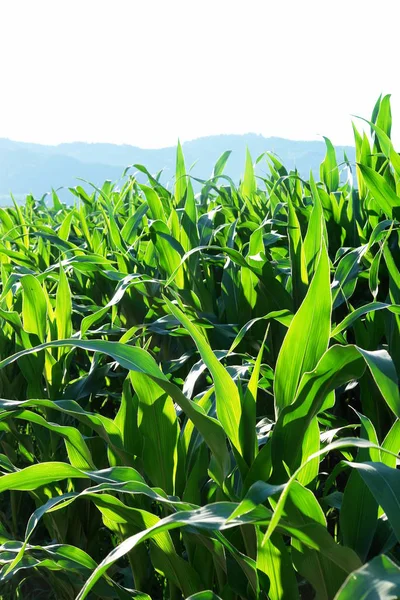 Landwirtschaftliche Nutzflächen Ländliche Maisfelder — Stockfoto
