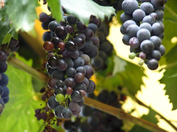 Uvas Que Crescem Ramos Árvore — Fotografia de Stock