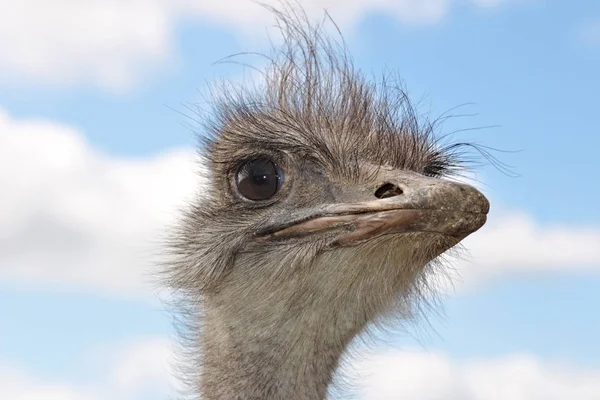 Scenic View Beautiful Ostriches Nature — Stock Photo, Image