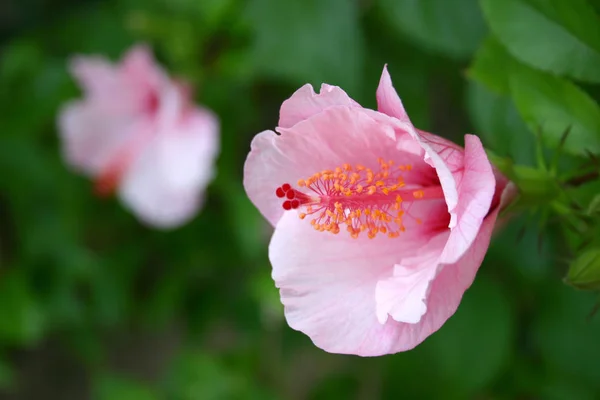 Scénique Belle Fleur Hibiscus Coloré — Photo