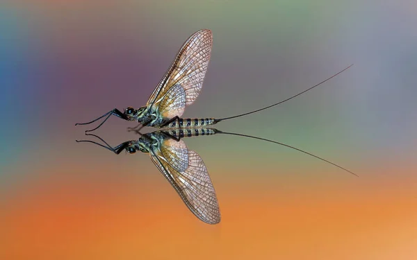 昆虫在自然界中的特写镜头 — 图库照片