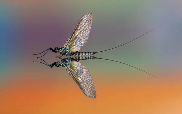 Nahaufnahme Von Insekten Der Natur — Stockfoto