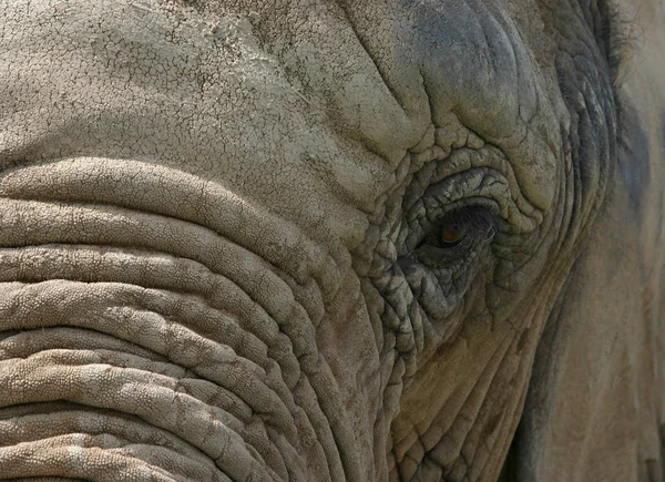 Afrikanisches Säugetier Elefant — Stockfoto