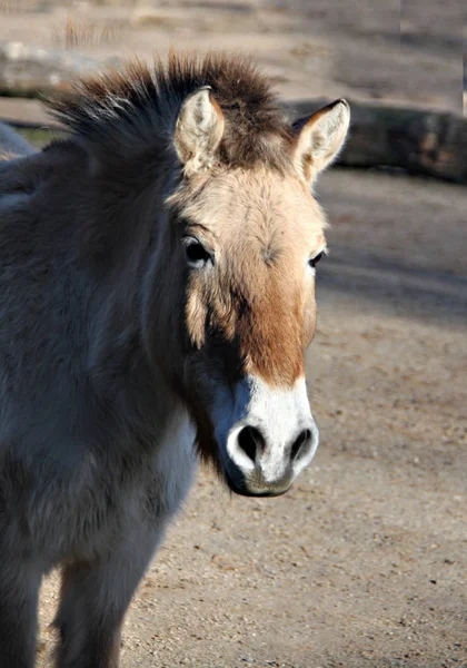 Různá Zvířata Selektivní Zaměření — Stock fotografie