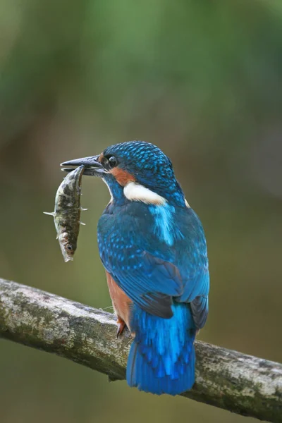 Kingfisher Alcedo Erre Ragadozó Madár — Stock Fotó