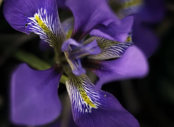 この花は草から放射状に咲くブルージュ パーク シングルにも咲きます この花は紫外線よりも小さく — ストック写真