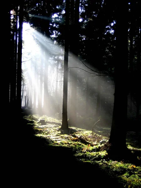 Light Beam Dark Fir Forest — Stock Photo, Image