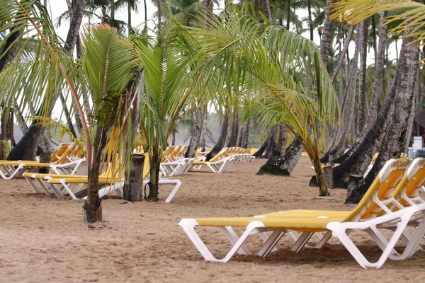 Playa Tropical Con Palmeras Sillas — Foto de Stock