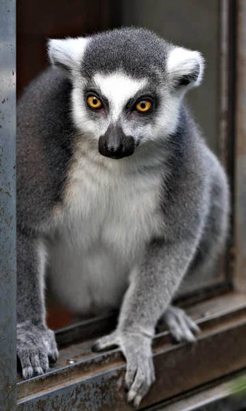 動物園での動物の閉鎖 — ストック写真