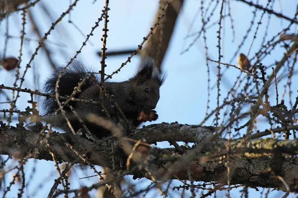 Flora Fauna Wiewiórka Gryzoń Puszysta Wiewiórka — Zdjęcie stockowe