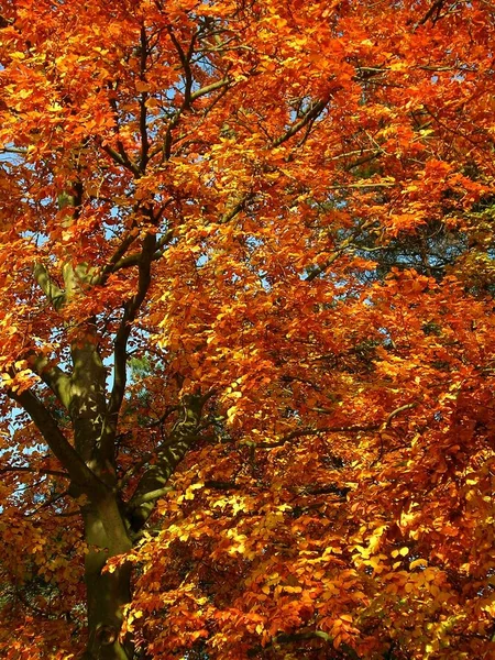 Atmosfera Autunnale Attenzione Selettiva — Foto Stock