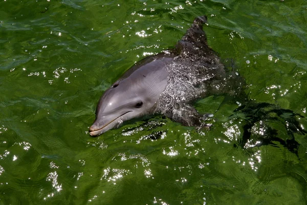 Dolfijnen Aquatische Vis Dier — Stockfoto