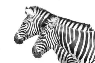 black and white striped zebra animal, mammal clipart