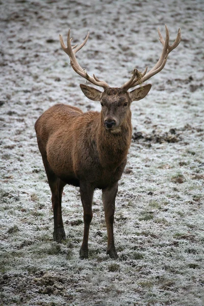 Veado Vermelho Animal Selvagem Fauna — Fotografia de Stock