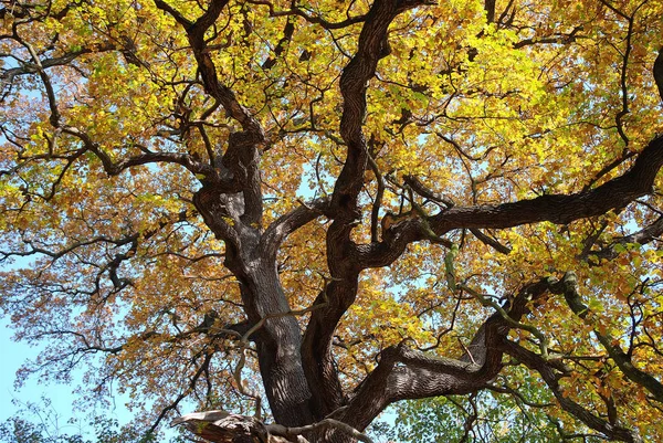 Arbre Automne Aux Feuilles Jaunes — Photo