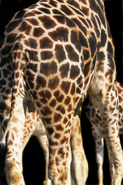 Brun Giraff Djur Vilda Djur Flora Och Fauna Naturen — Stockfoto