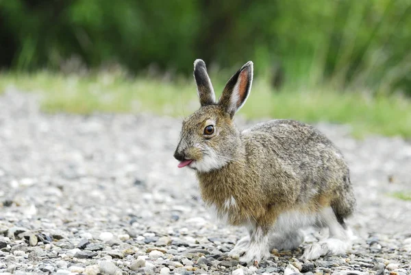 可愛いウサギが撃たれた — ストック写真