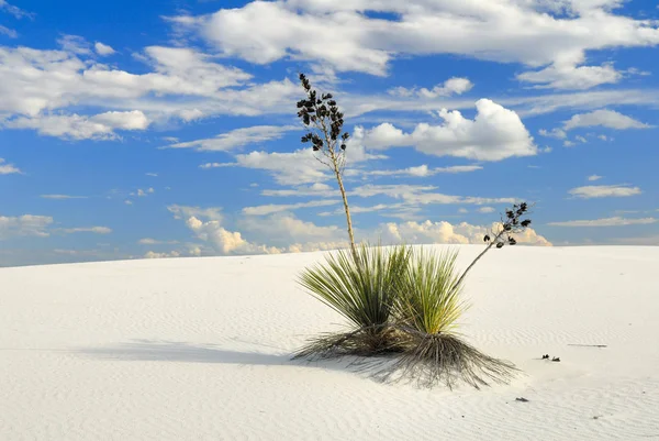 Bloeide Yucca Wit Zand — Stockfoto