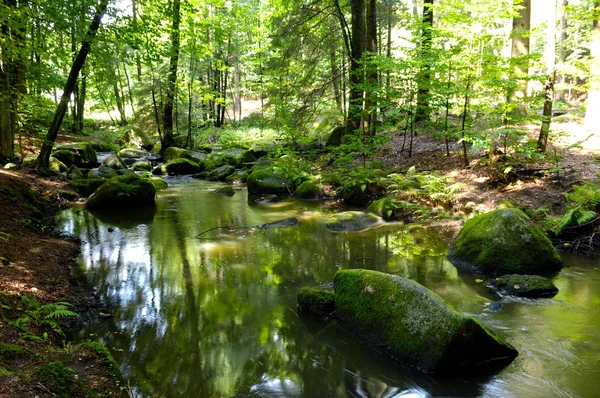 Bosque Árvores Florestais Naturais — Fotografia de Stock