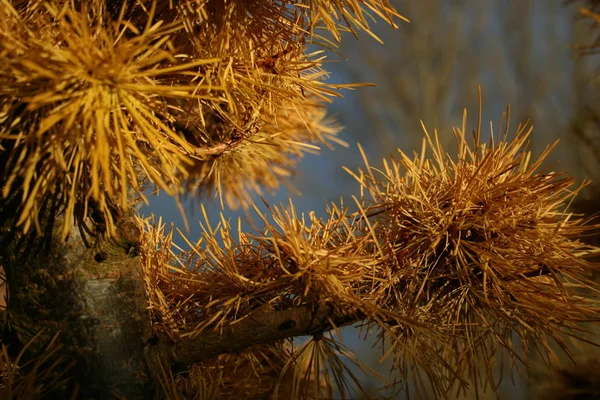 Hermoso Follaje Colorido Otoño — Foto de Stock