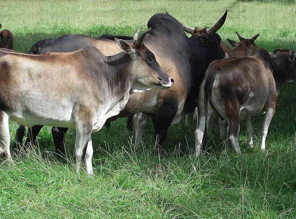 Bovini Domestici Pascolo — Foto Stock