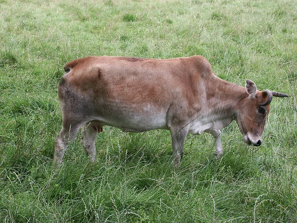 Scenic View Agriculture Selective Focus — Stock Photo, Image