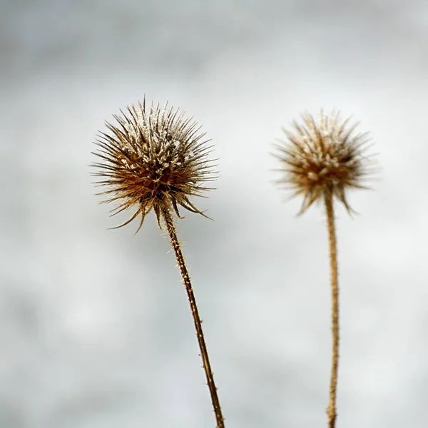 Güzel Botanik Fotoğrafı Doğal Duvar Kağıdı — Stok fotoğraf