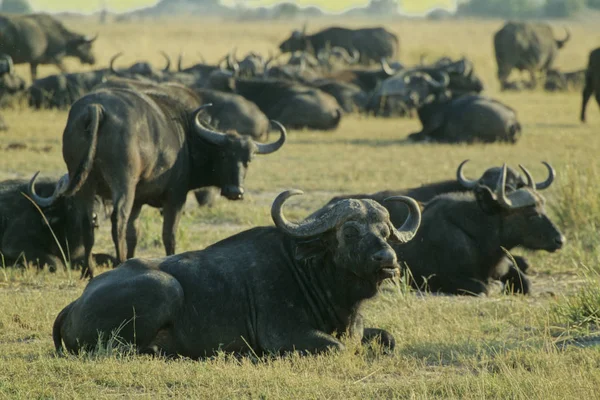 Scénický Pohled Faunu Flóru Savannah — Stock fotografie